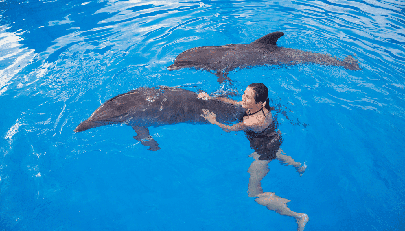 Swim trip with dolphins in Sharm El Sheikh