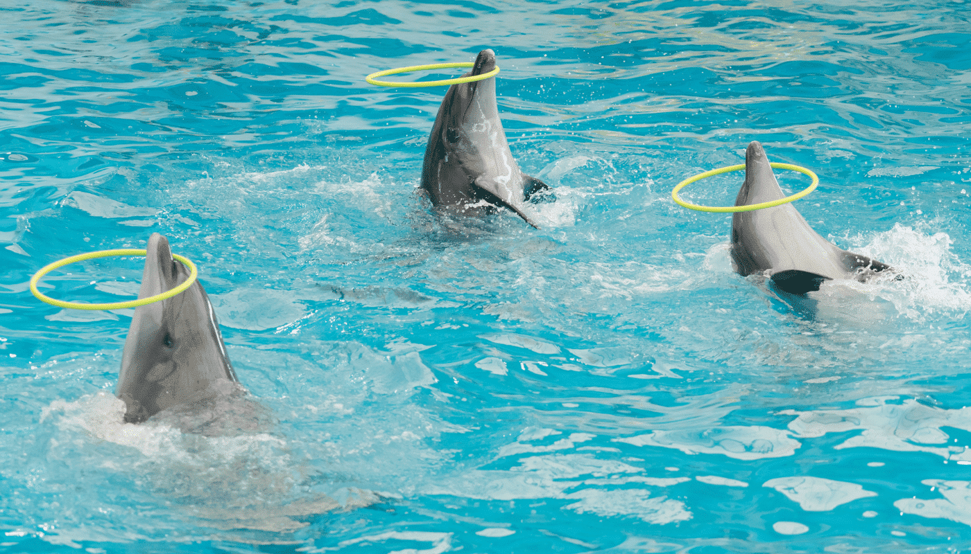 Dolphin show