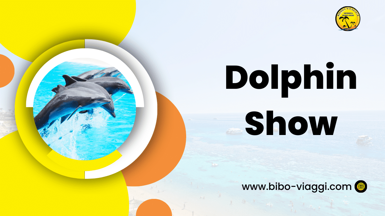 Dolphin Show